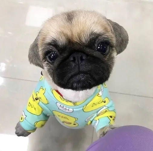 Filhotes De Pug - Filhotes Dóceis E Sociáveis