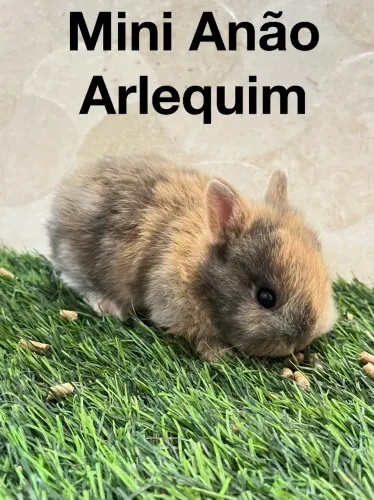 Mini coelhos