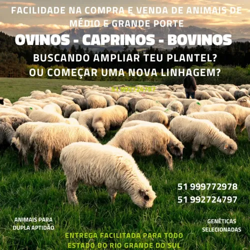 Ovelhas, borregas e cordeiros a venda 