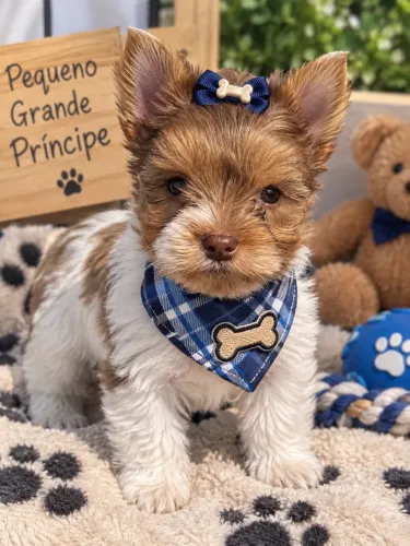 Encantadores filhotes de yorkshire merle macho 50 dias 