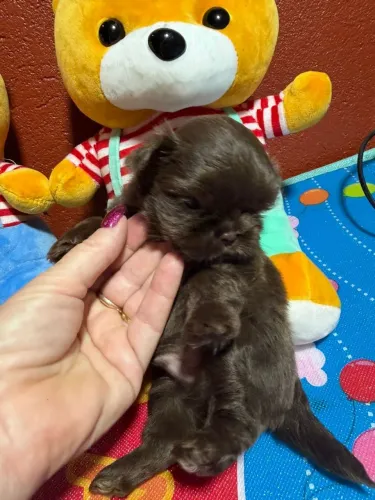Chocolate shitzu femea e macho 
