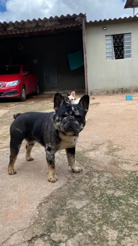 Bulldog francês