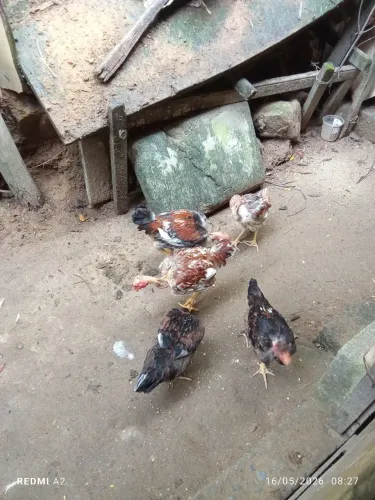 Frangos Caipira 