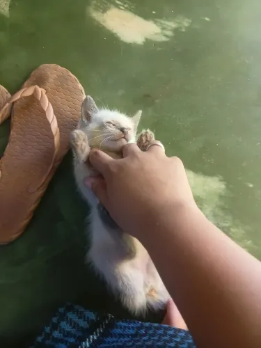 Gatinha de 1 mês e meio