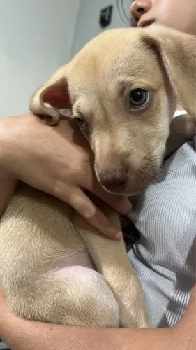 Doação de cachorrinhos
