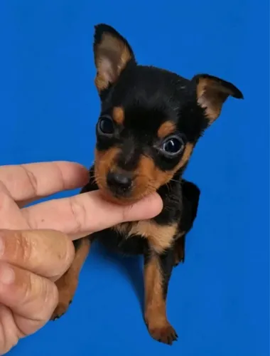 Filhotes mini