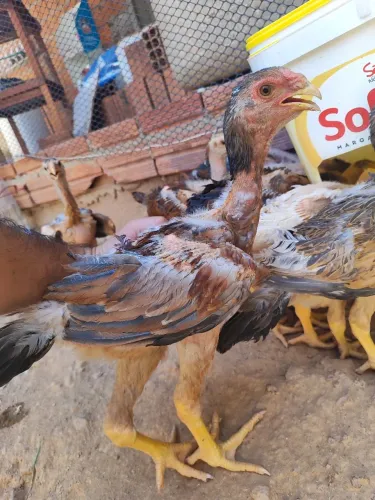 Vendo Lindo Frango Índio Gigante Padrão Puro (Quase 3 meses) - Cuiabá
