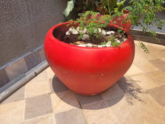 Planta