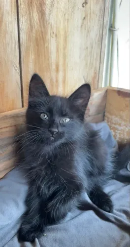 Gatinhos para adoção 