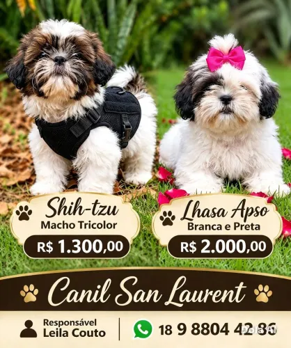 Shih tzu