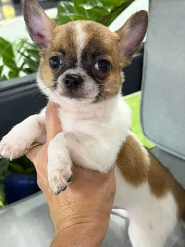 Chihuahua macho Pêlo curto. Lindo rapazinho. Alegria que contagia!