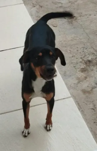 Cachorrinho