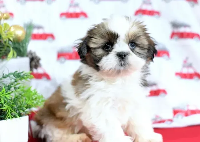 Filhotes de Shih Tzu | Um companheiro que inspira carinho.