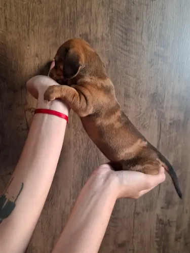 Filhote de Basset Fêmea Alerquim Red