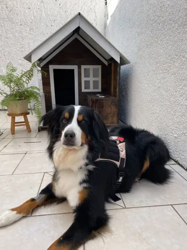 Casinha de cachorro LUXO
