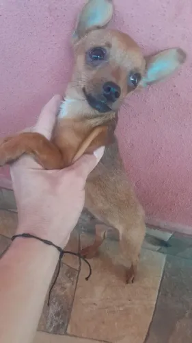 Vendo filhote de pincher zero