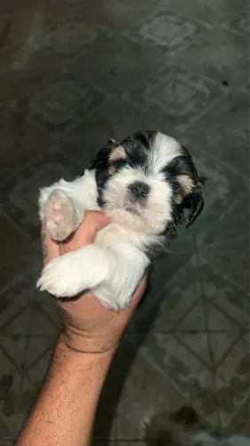 Filhote de shihtzu