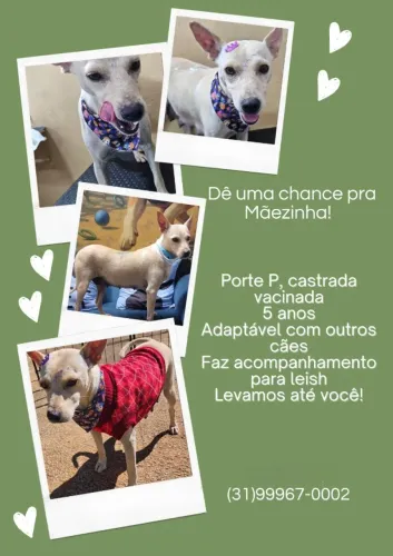 Cadelinha já castrada e vacinada