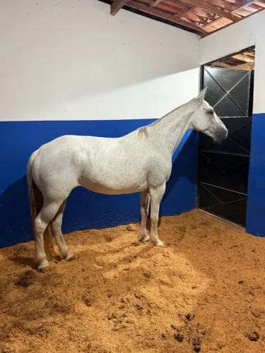 Égua mangalarga 8 anos