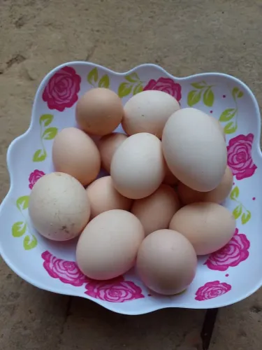 Ovos caipira para chocar