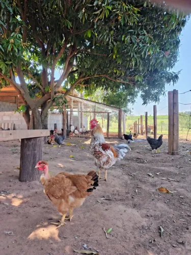 OVOS CAIPIRA