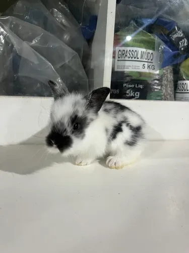 Mini coelho machos