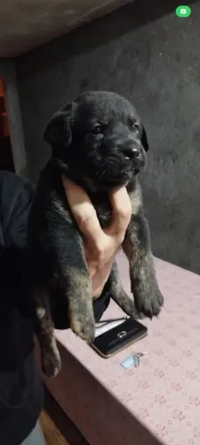 Doação de cachorro