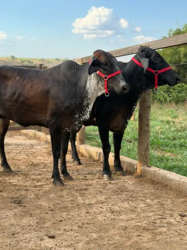 Novilhas Girolando adiantadas para parir