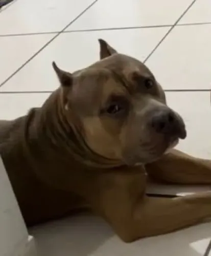 FILHOTES PITBULL 