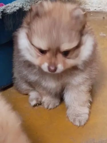 Spitz alemão