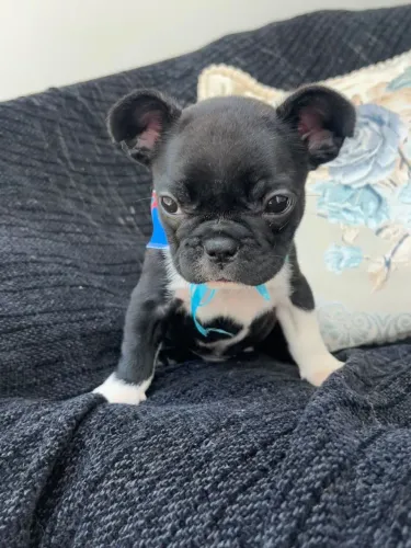 Buldogue frances macho