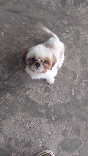 Shitzu macho