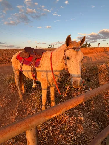 Vendo Cavalo