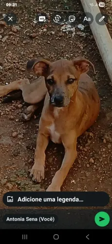 Cachorra porte medio caramelo abandonada para adoção.