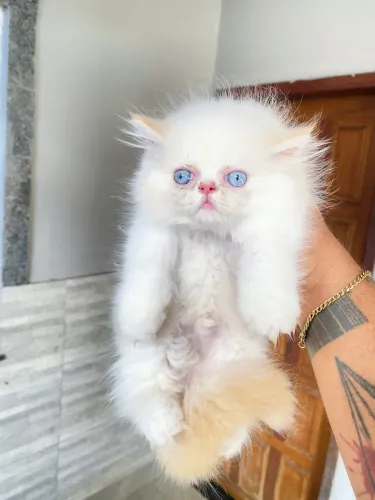 Filhotes de gatos persas 