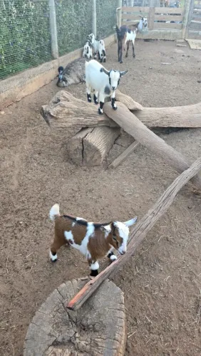 Mini Cabra/ criação especializada 