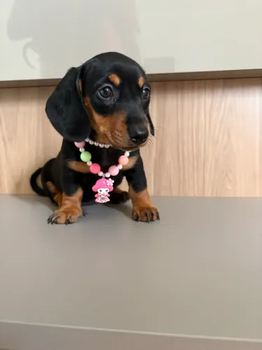 Dachshund Basset salsicha 