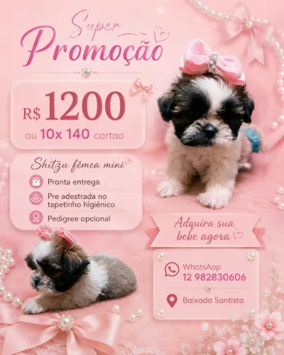 Shitzu Femea MINI R$1200 ou 10x 140 cartao