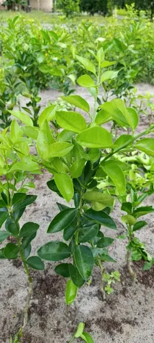 Mudas de laranjas enchertadas em Alagoinhas bahia