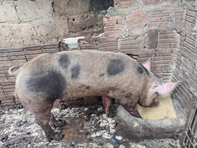 Só venda   preço negociável 
