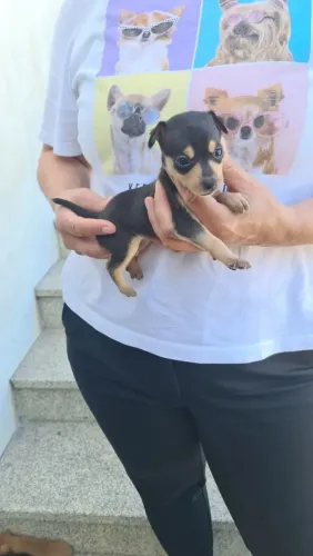 Pinscher - Vacina V10 Importada: Cuide da Saúde do Seu Melhor Amigo