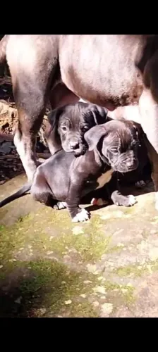 American bully