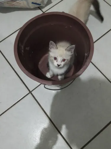 Doa -se lindos gatinhos