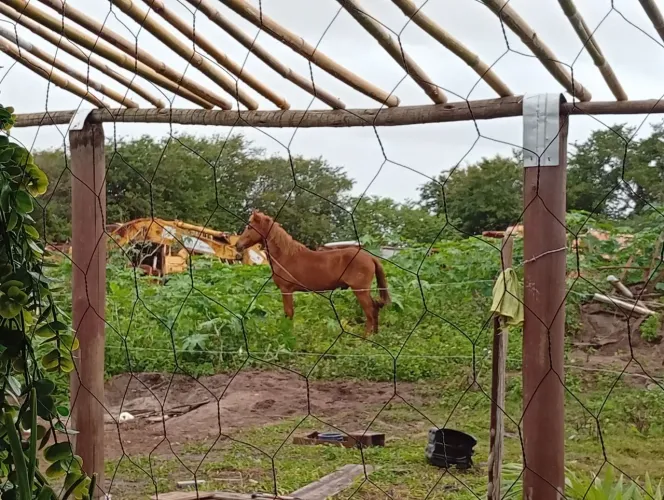 Cavalo Mangalarga Registrado