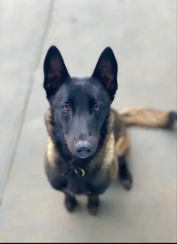Filhote Pastor Malinois 