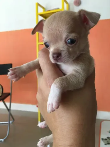 Chihuahua carinhoso