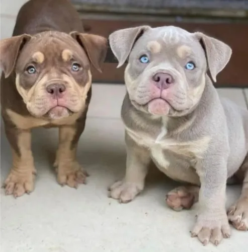 American bully a partir de 2499