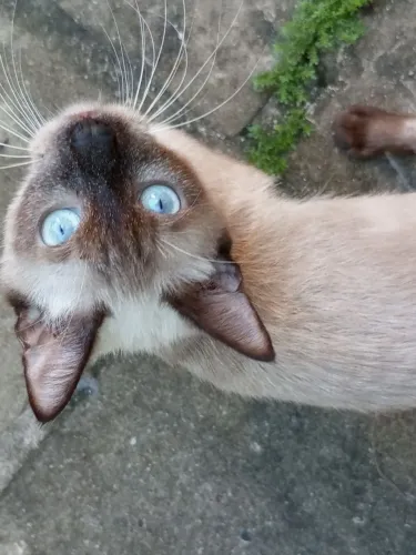 Doação de Gatos