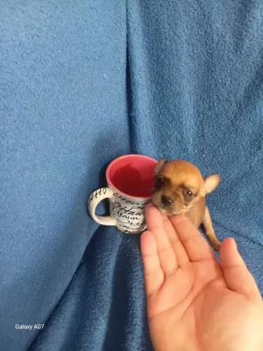 PINSCHER FÊMEA N00 PAIS COM 1 KLE 300 GMS