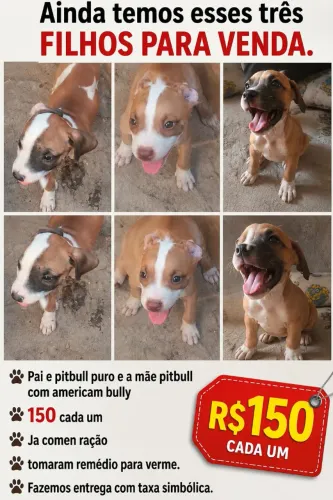 Filhotes